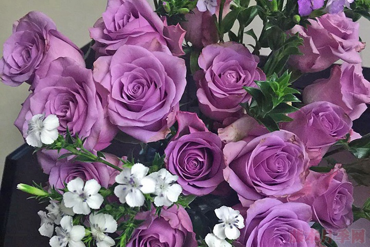 紫霞仙子-切花月季品种-图片-藤本月季网