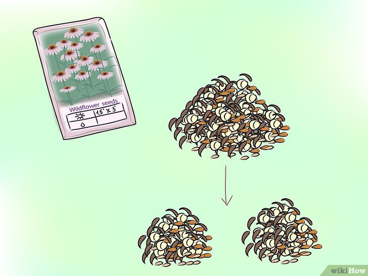 草花种子怎么播种，草花种植步骤详解