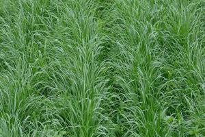 冬牧70黑麦草种子能食用吗？