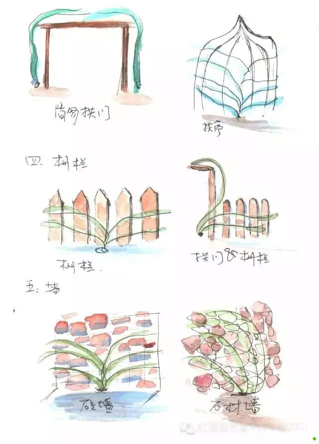 龙沙宝石的种植方法