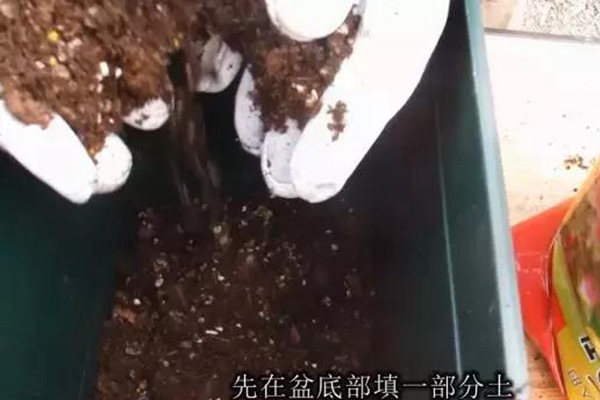 网购的裸根月季怎么种植成活率高？