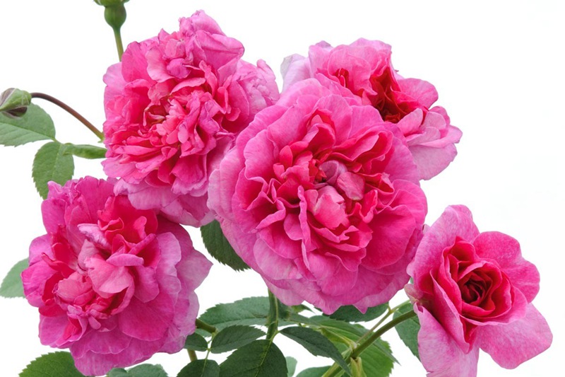 英格兰玫瑰(England's Rose)