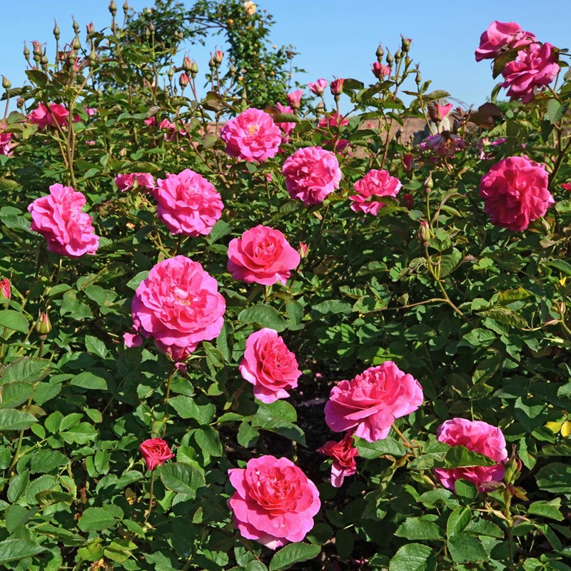 英格兰玫瑰(England's Rose)