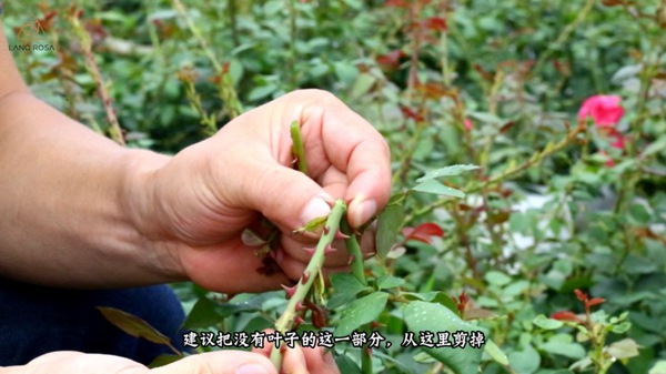 初夏吸花要当心，你闻到的可能不是花香，而是蓟马