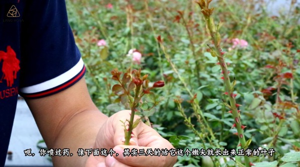 初夏吸花要当心，你闻到的可能不是花香，而是蓟马