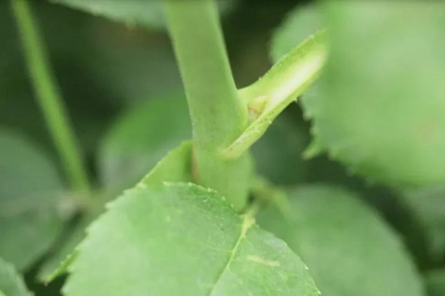 树状月季春季花后修剪方法