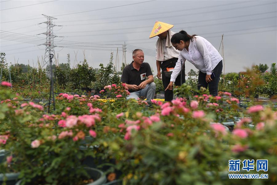 （图片故事）（6）新疆夫妇在江苏 学种月季谋致富