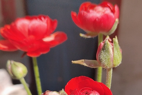 花毛茛的花期是什么时候，能开多久