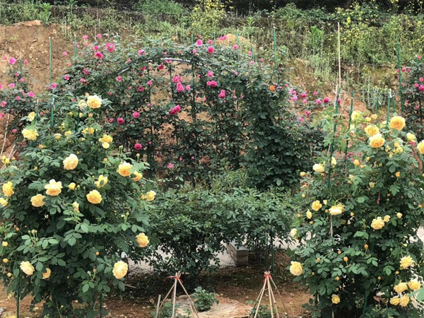 江苏沭阳月季花基地