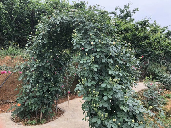 江苏沭阳月季花基地