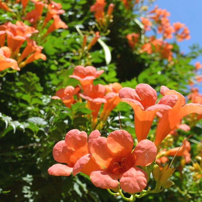 凌霄花的颜色凌霄花主要有四种:美国凌霄,中国凌霄,硬骨凌霄,美洲凌霄