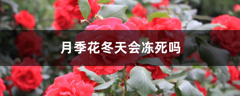 月季花冬天会不会冻死