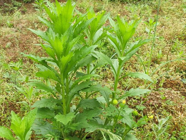 串叶松香草