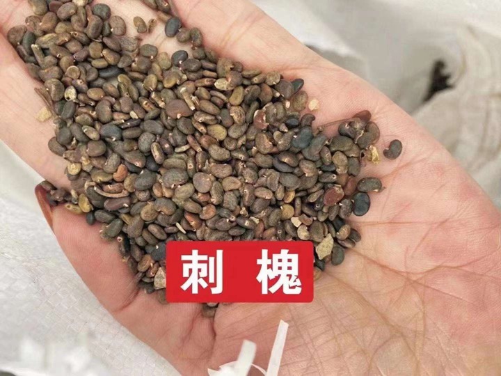 常用的护坡灌木种子有哪些？