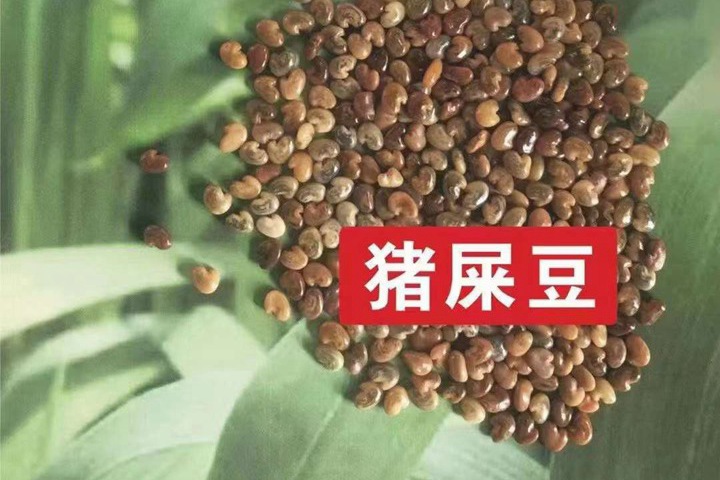 常用的护坡灌木种子有哪些？