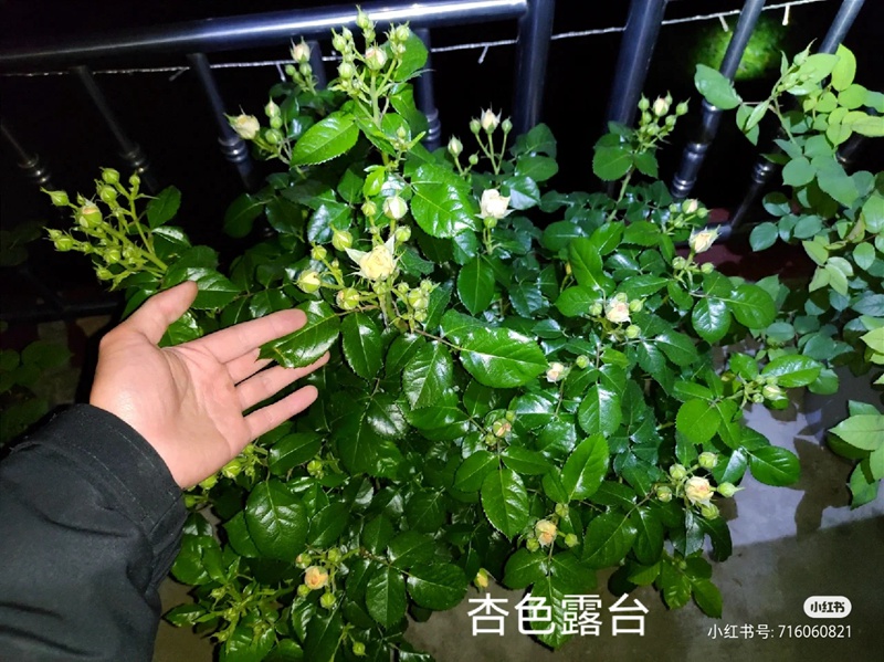 盆栽月季花爆花养护攻略(养眼的花苞图赏)