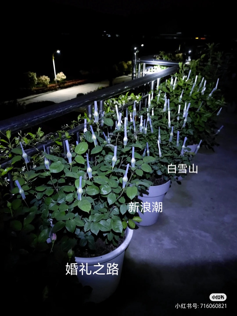 盆栽月季花爆花养护攻略(养眼的花苞图赏)