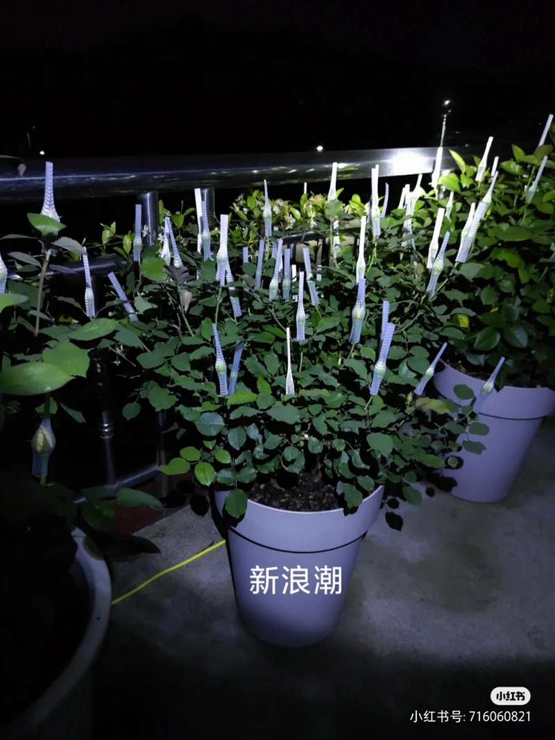 盆栽月季花爆花养护攻略(养眼的花苞图赏)