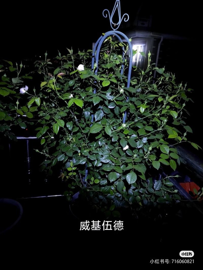 盆栽月季花爆花养护攻略(养眼的花苞图赏)