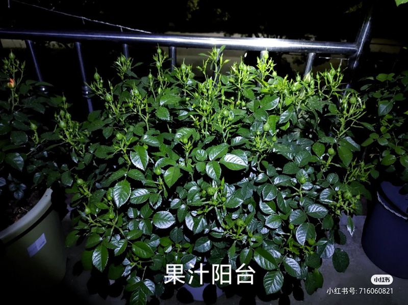 盆栽月季花爆花养护攻略(养眼的花苞图赏)