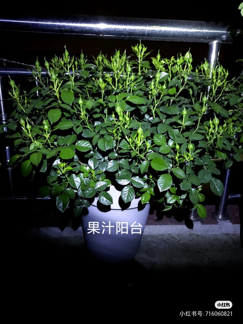 盆栽月季花爆花养护攻略(养眼的花苞图赏)