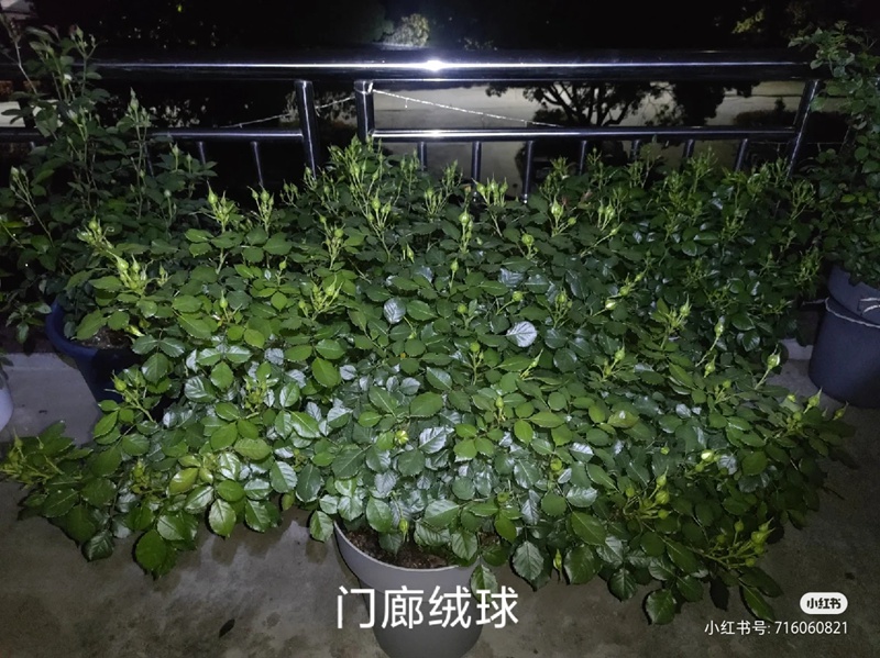 盆栽月季花爆花养护攻略(养眼的花苞图赏)