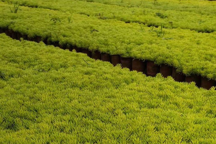 屋顶绿化用什么植物好