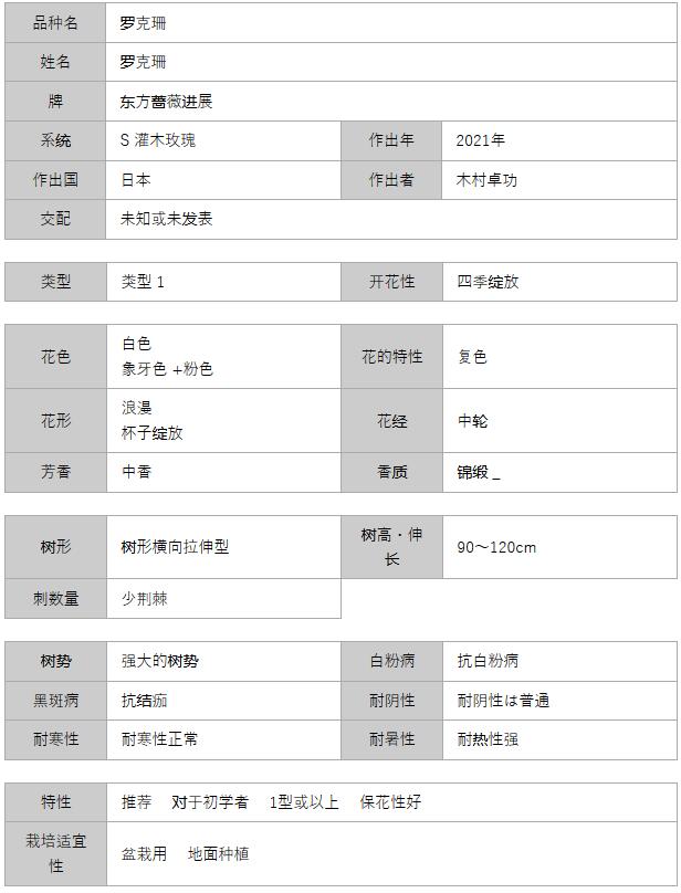 罗克珊月季的优缺点分析