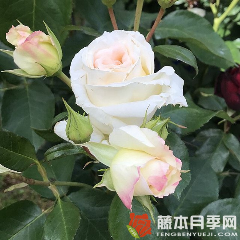 雪花圆舞曲月季