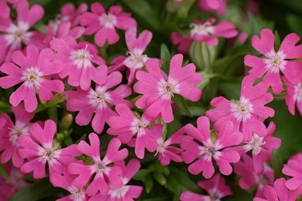 矮雪轮什么季节播种