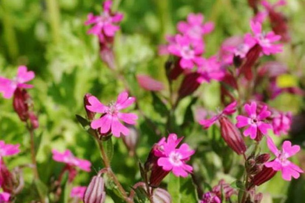 矮雪轮什么季节播种