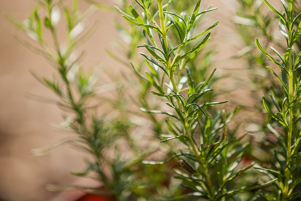 可以驱除跳蚤和蜱虫的植物推荐