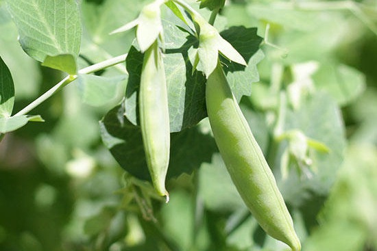 豌豆种植你需要了解的几个注意事项