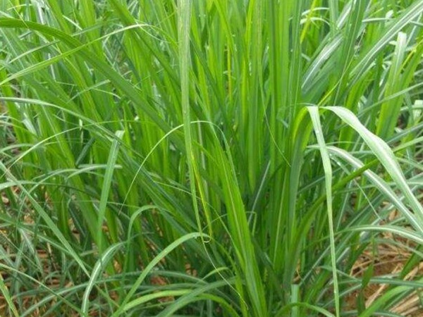 甜象草是多年生还是一年生草本植物