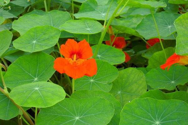 [旱金莲]旱金莲花期_种子种植方法