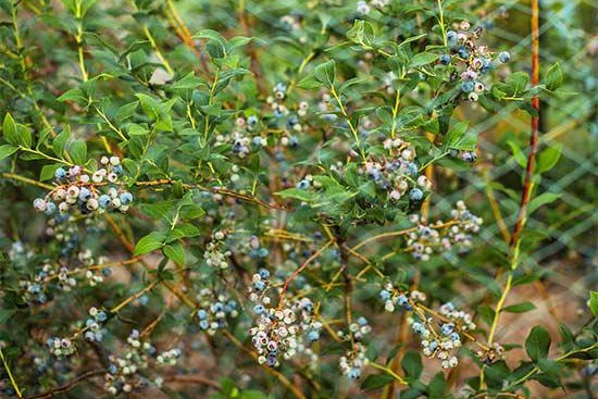 花园里种植水果需要注意些什么？