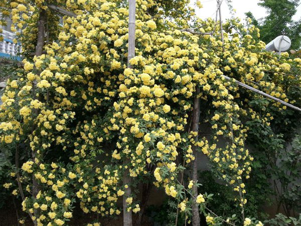 木香花冬天会落叶吗？