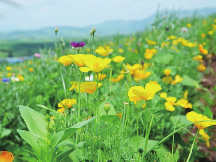 花菱草的花语和象征寓意