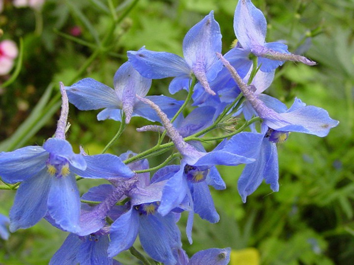 飞燕草的花期、花语和象征寓意