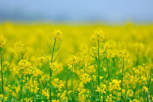 油菜花种子多少钱一斤