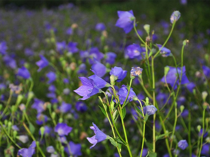 桔梗的花语和寓意