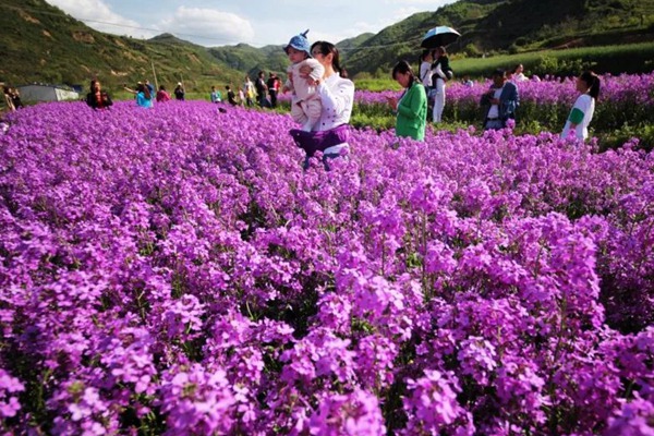 蓝香芥