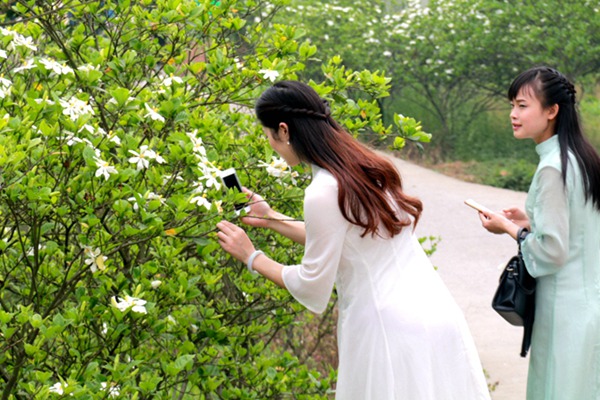 [栀子花]栀子花花期_种子种植方法