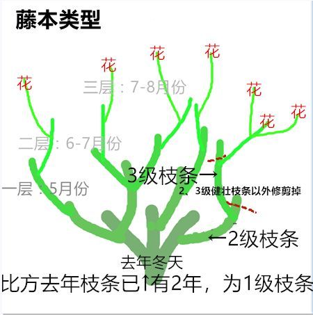 手把手教你打造月季花墙和花柱(3/4)