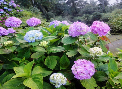 绣球花的夏天养护方法