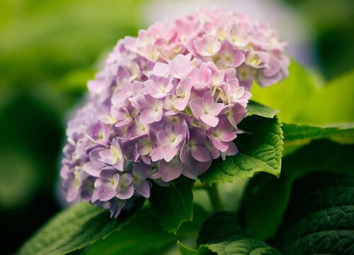 绣球花苗适合的种植时间