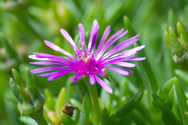 松叶菊的种植养护方法