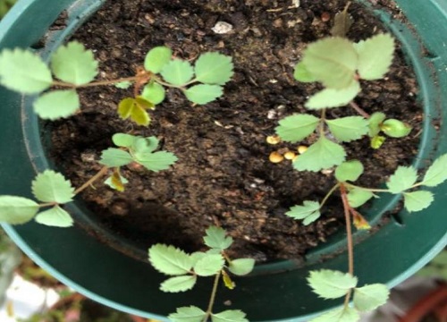 刚服盆成功的月季小苗怎么养