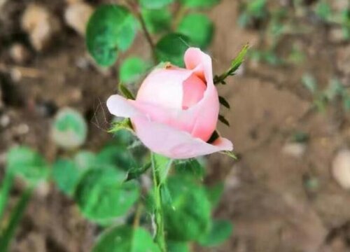 月季花夏天多久浇一次水