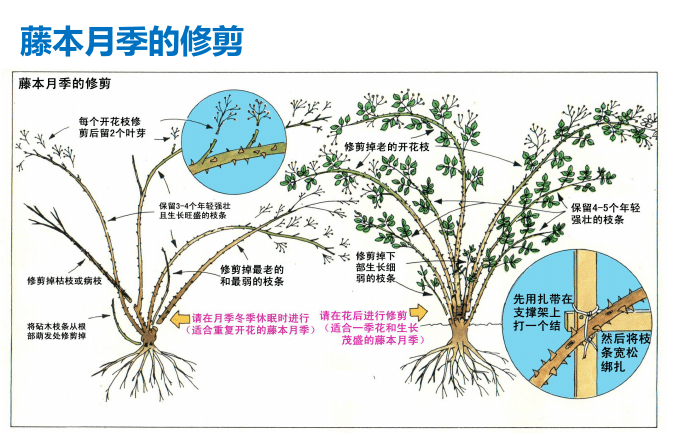 月季如何横拉图解图片